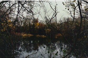 Sawin's Pond, Coolidge Ave. Watertown, MA 11/ 2003